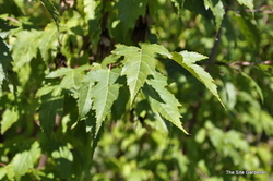 Acer ginnala 'Flame' — photo 3